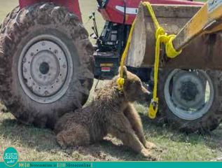 نماد خرس در بورس محیط‌زیست